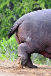 Hippo-Tail