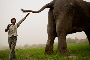 elephant tail